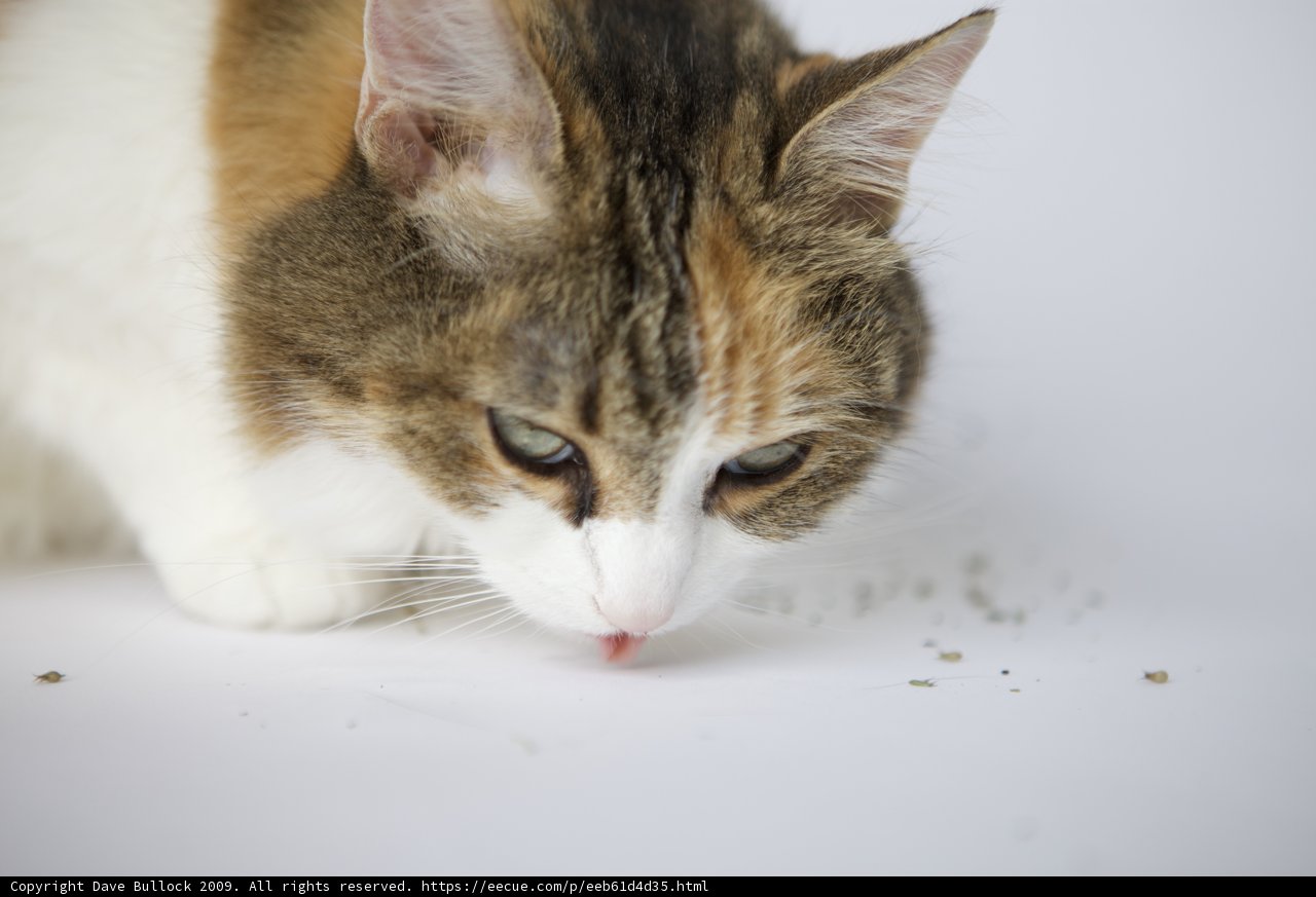 Feline Foodie