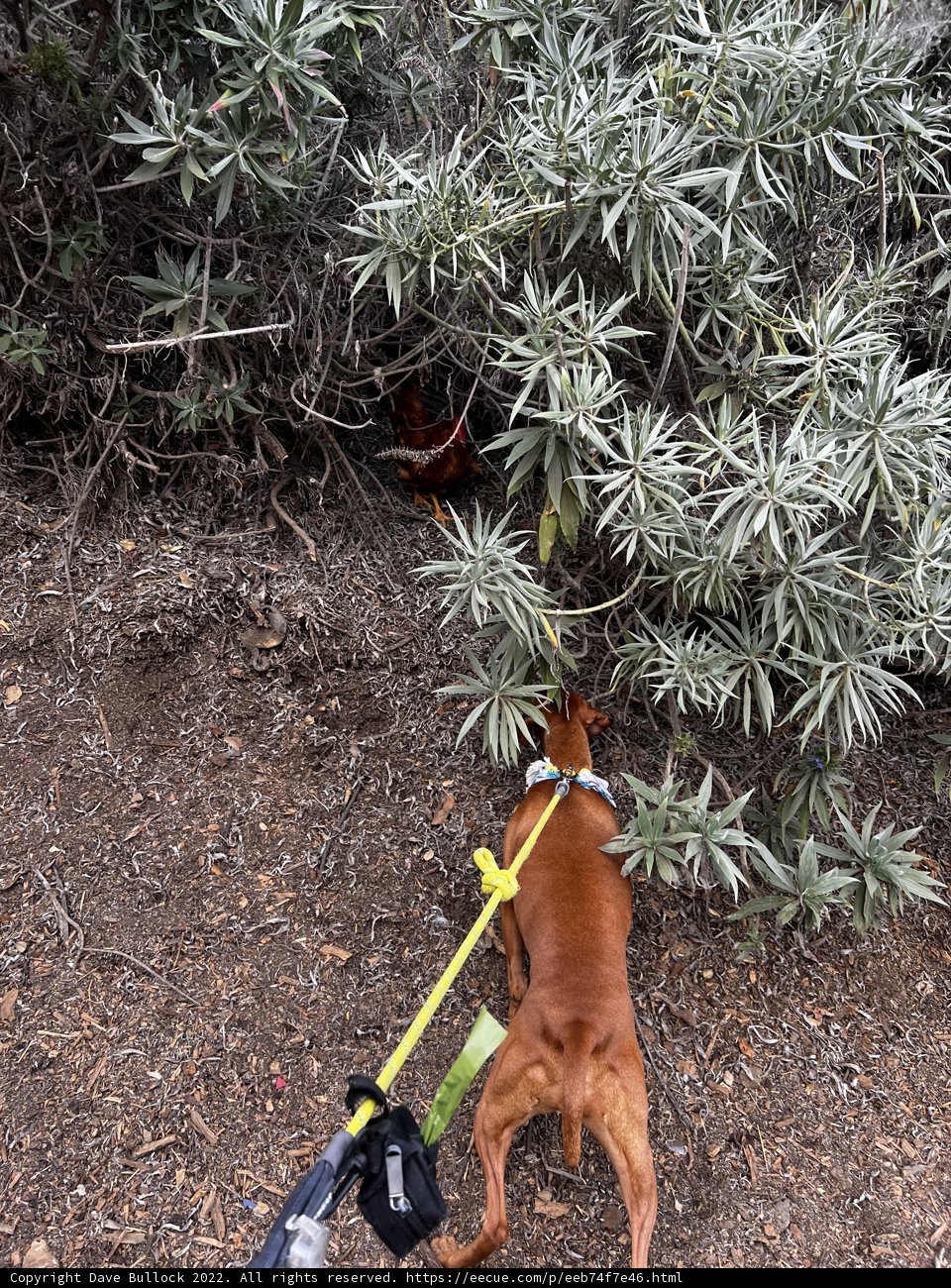 A Canine Walk in the Bush Caption: A dog takes a leisurely stroll through the undergrowth, guided by its trusty leash, while enjoying the outdoors and nature's beauty.