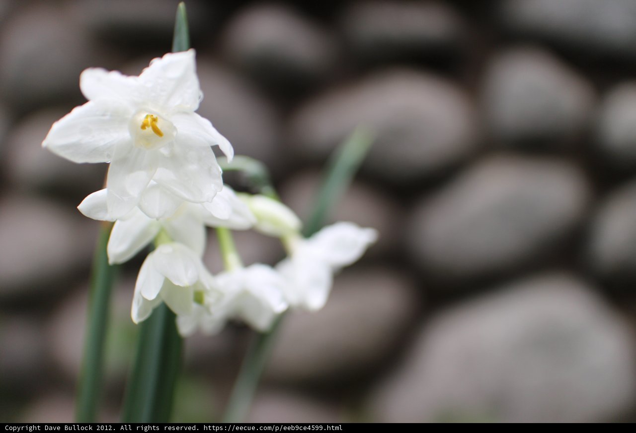Solitary Beauty