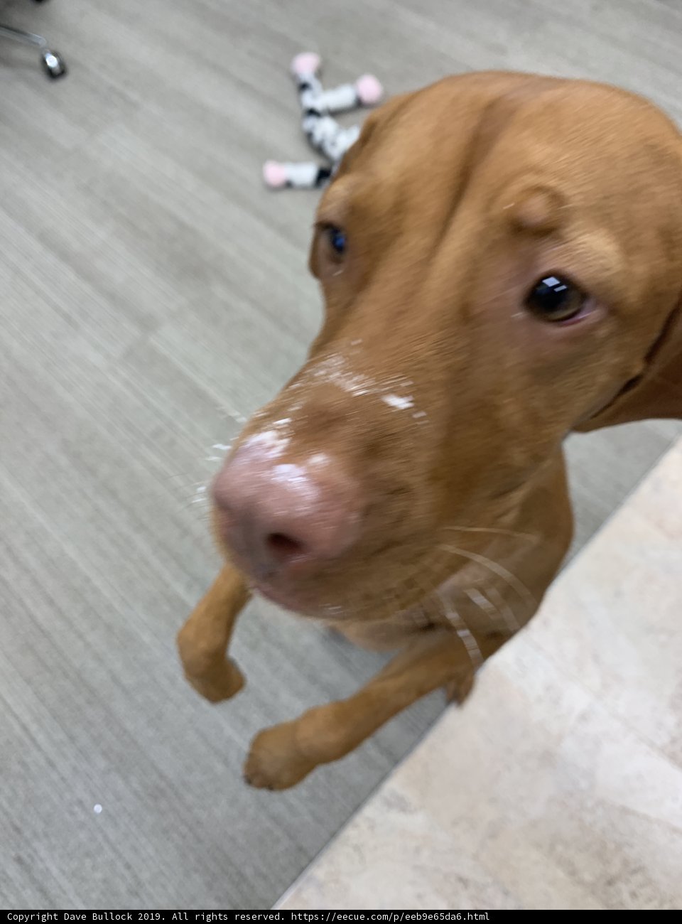 Brown Vizsla Dog Facing Camera