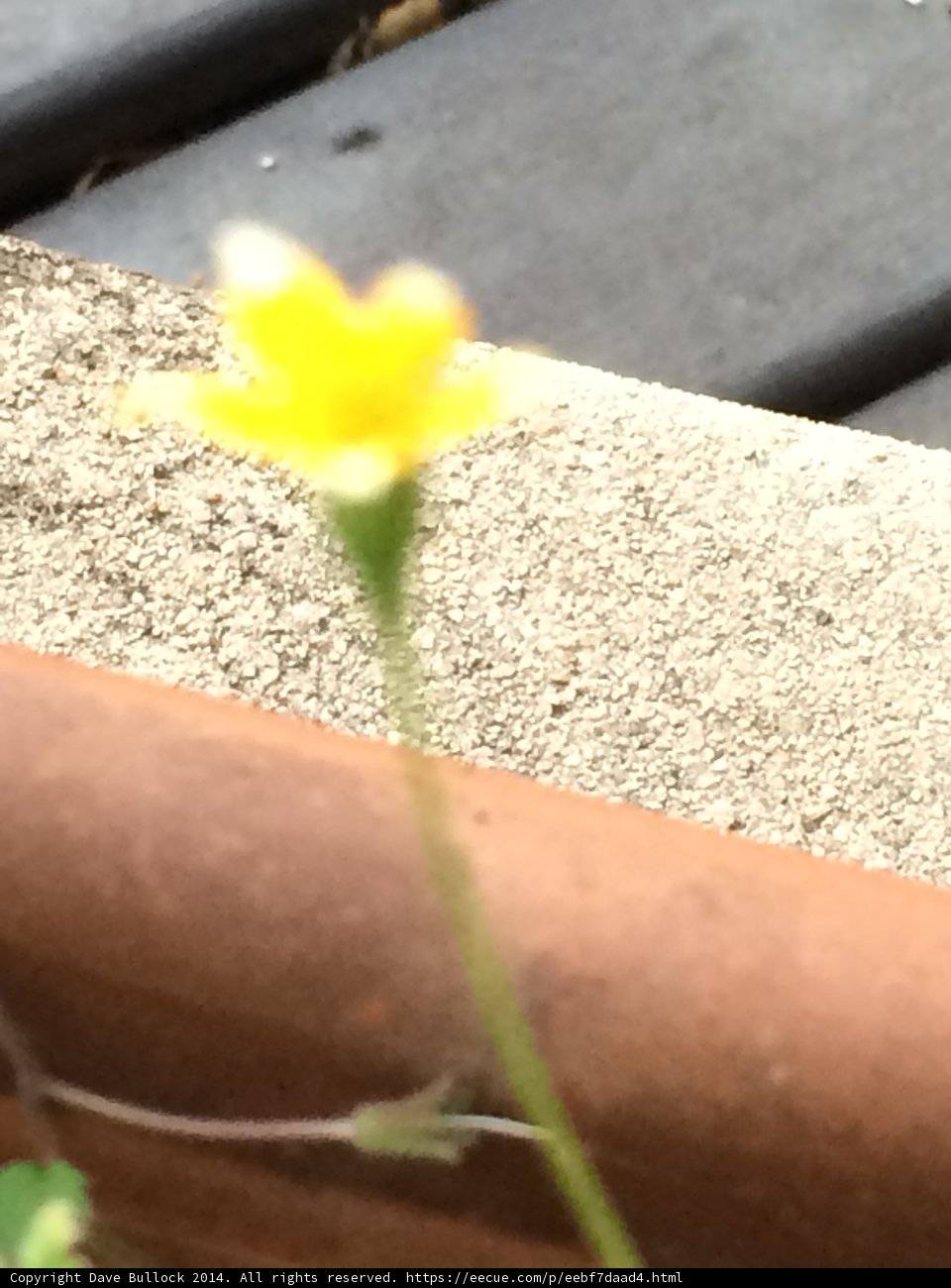 A Burst of Yellow on the Wall