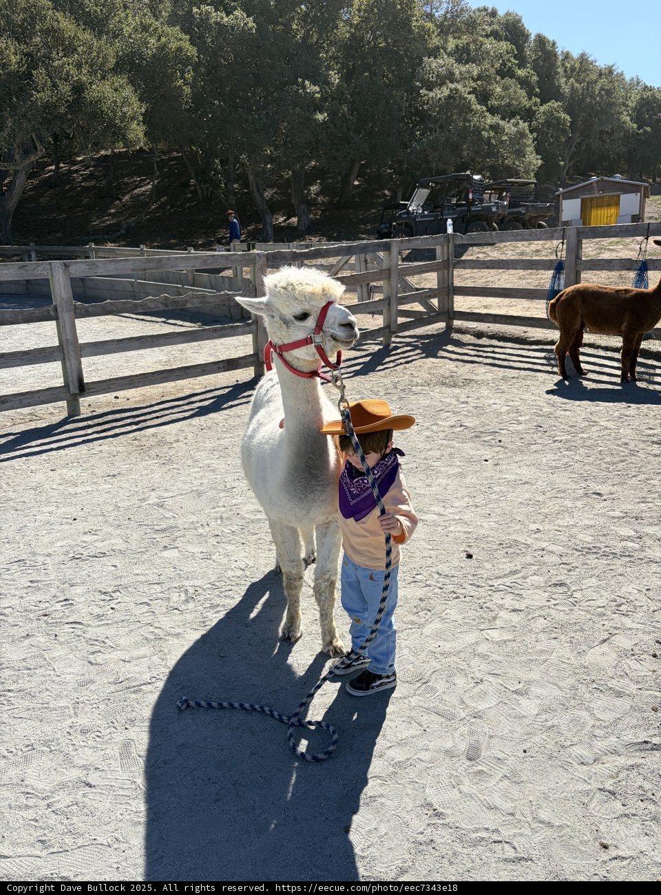 Cowboy in the Valley