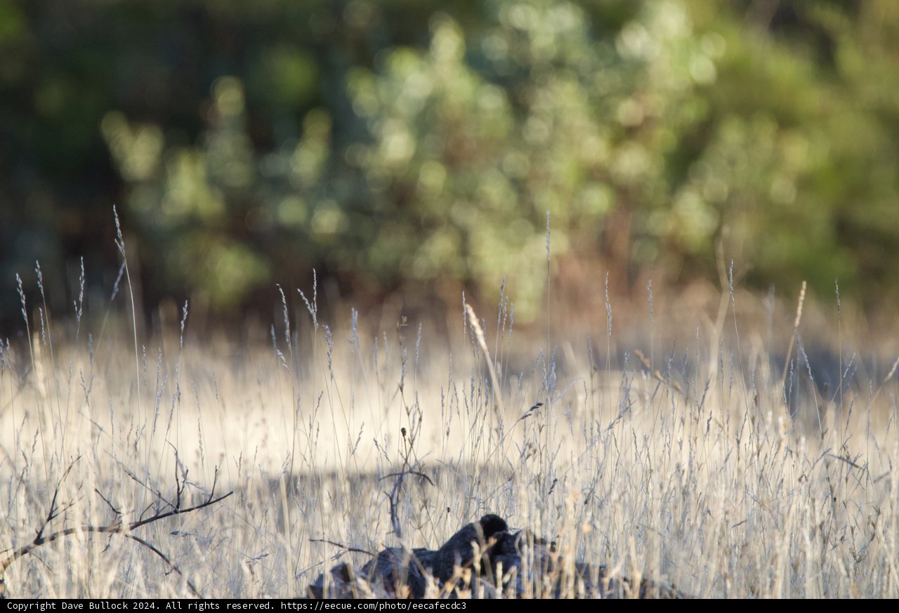 Tranquility in the Grasslands