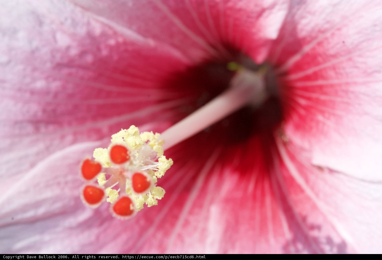 A Beautiful Pink Hibiscus Flower