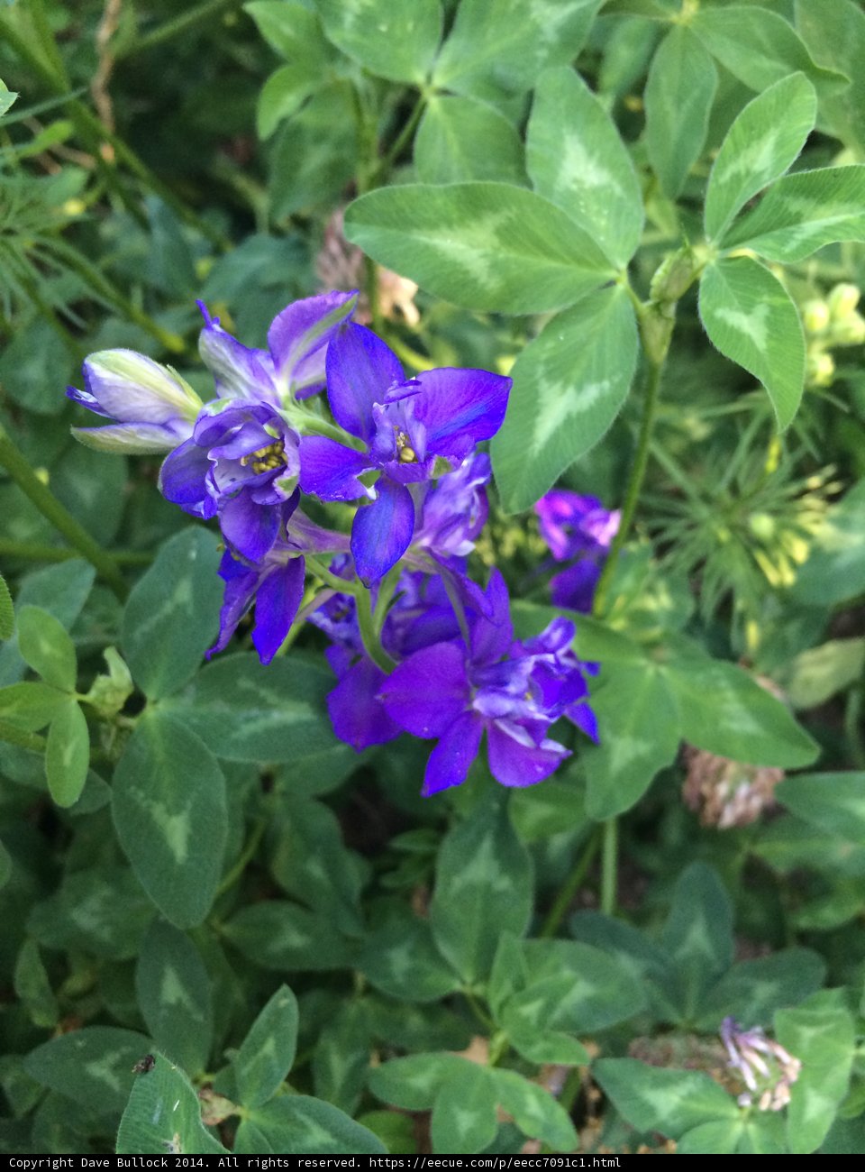 Geraniums in Bloom