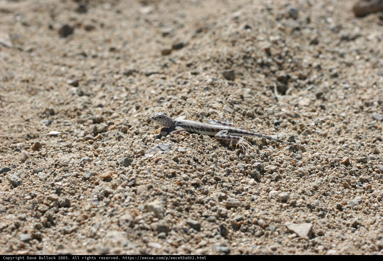Desert Dweller