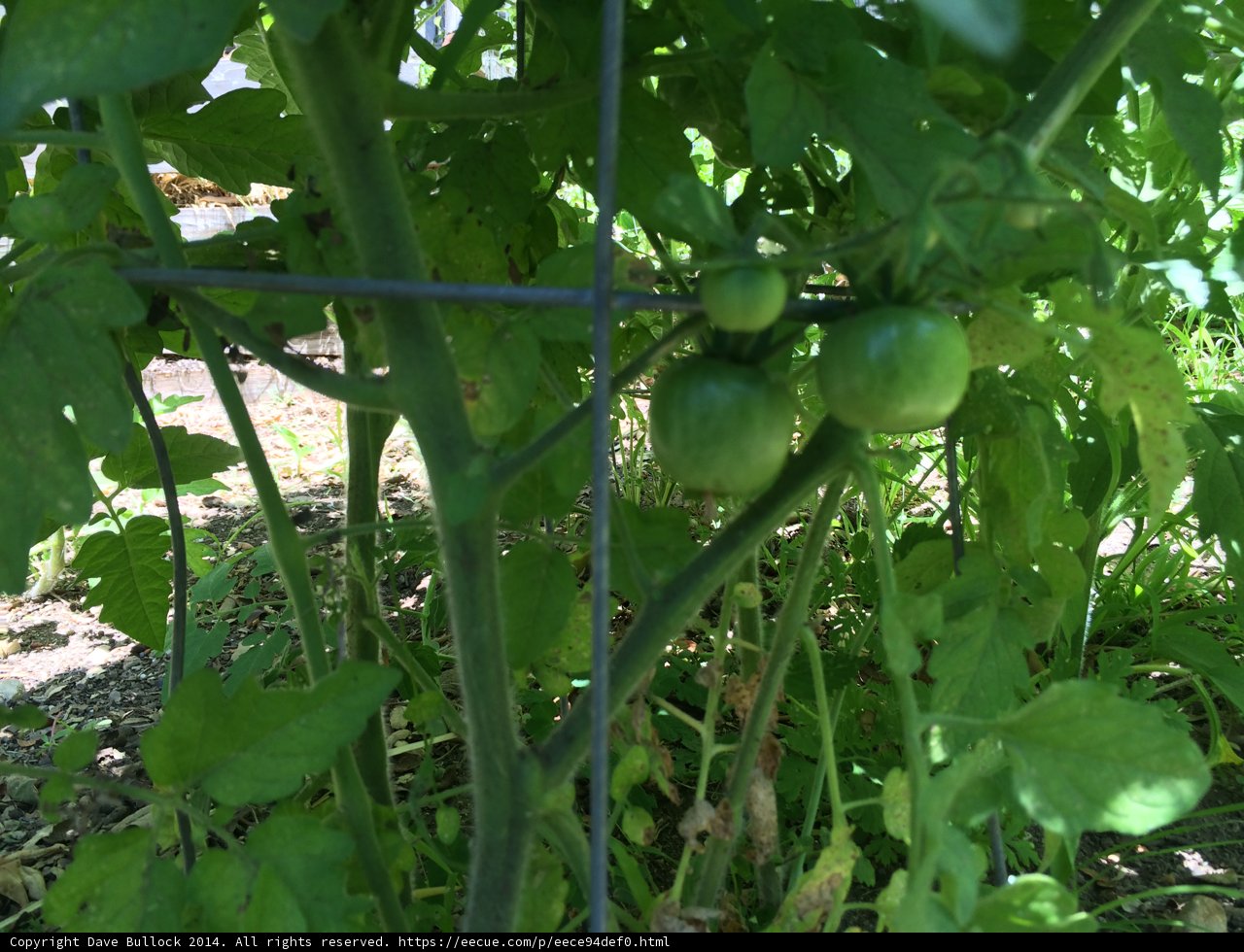 Garden Fresh Tomatoes