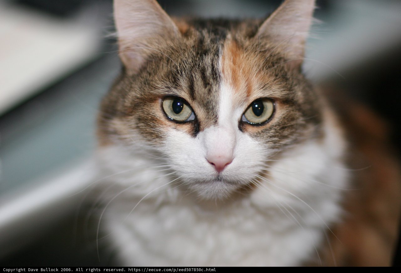 Mesmerizing Gaze