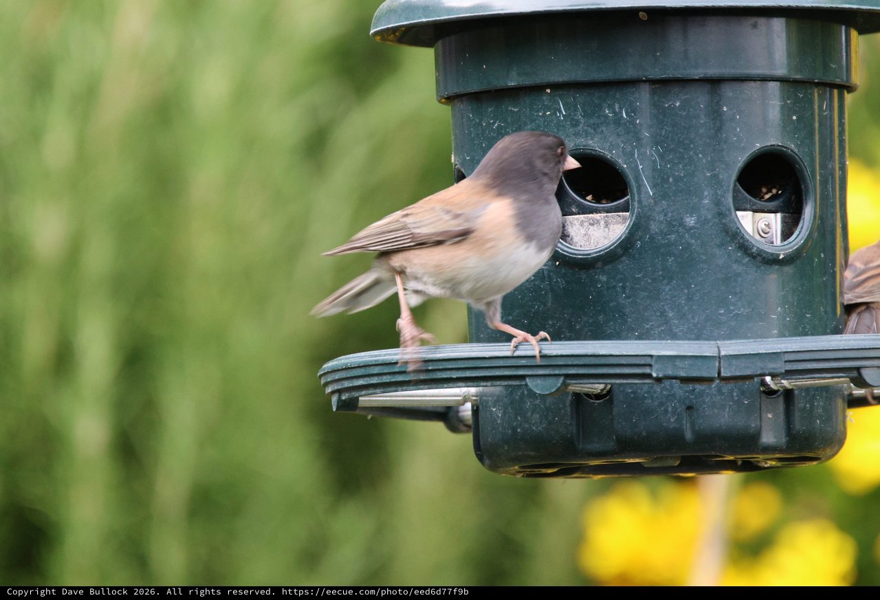 Dark-Eyed Junco Perched on Green Bird Feeder