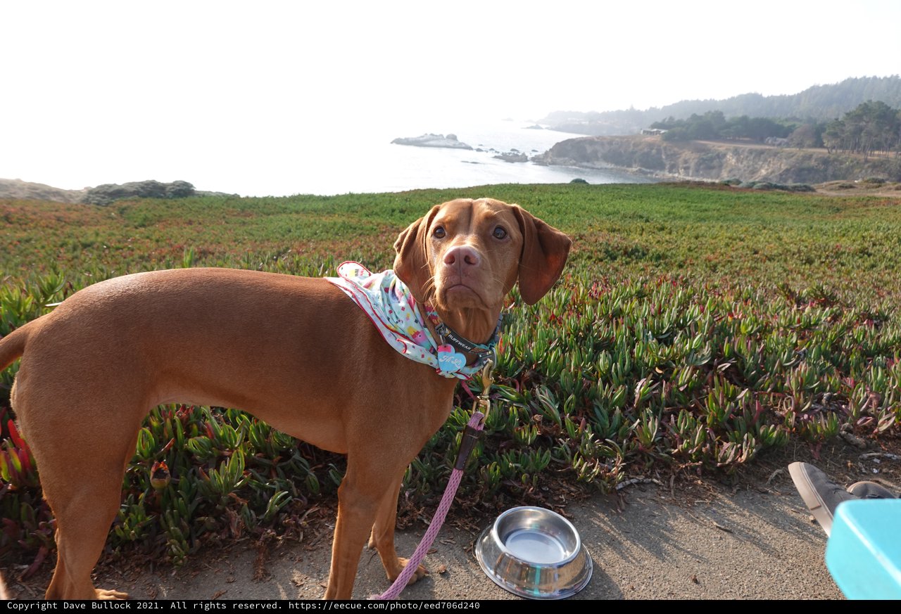 Dachshund with Coastal Ocean View Adventure