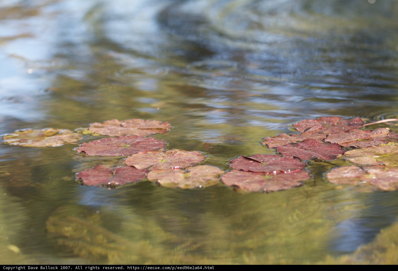Serene Beauty of Pond Lilies