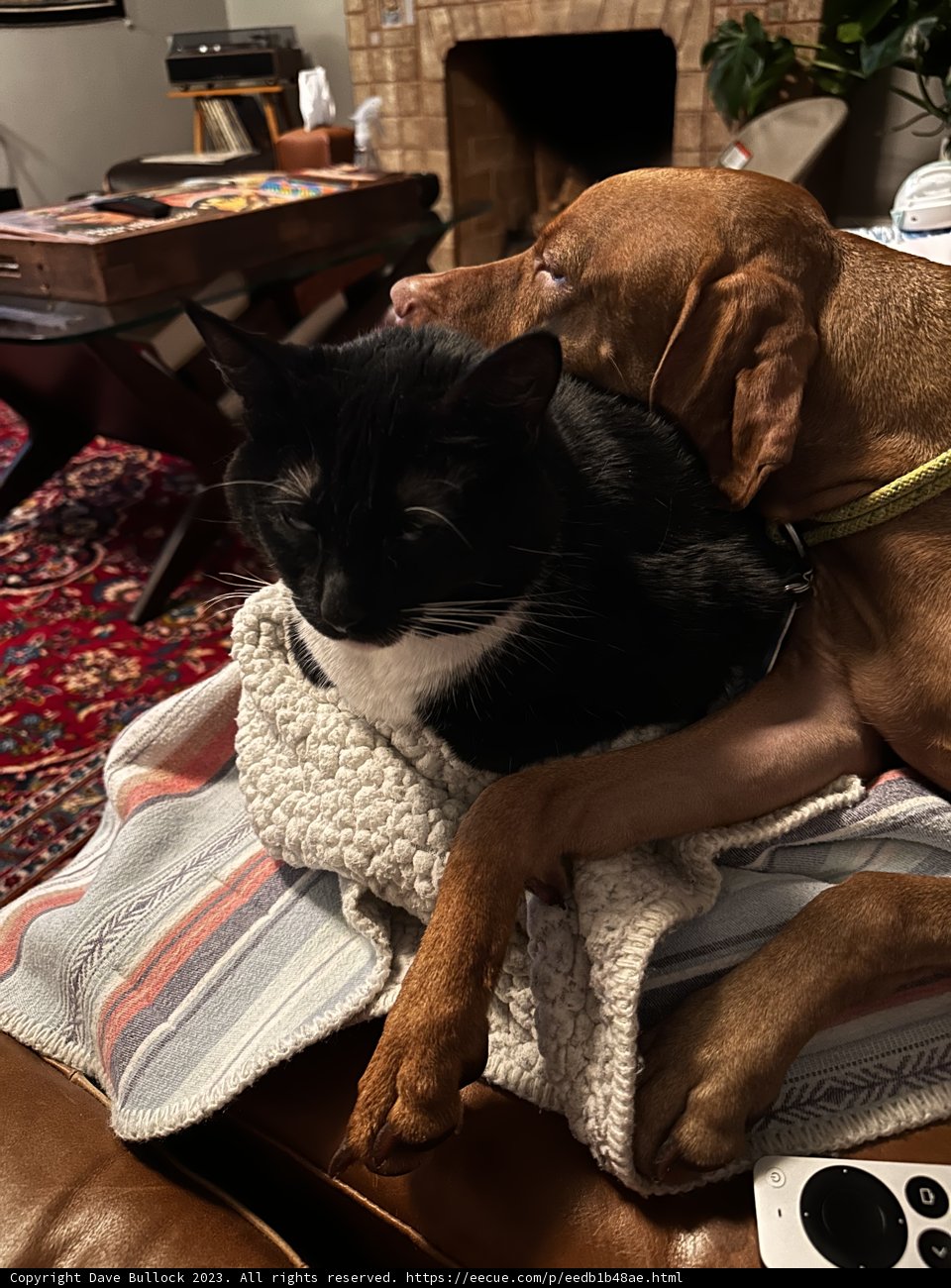 Couch Companions
