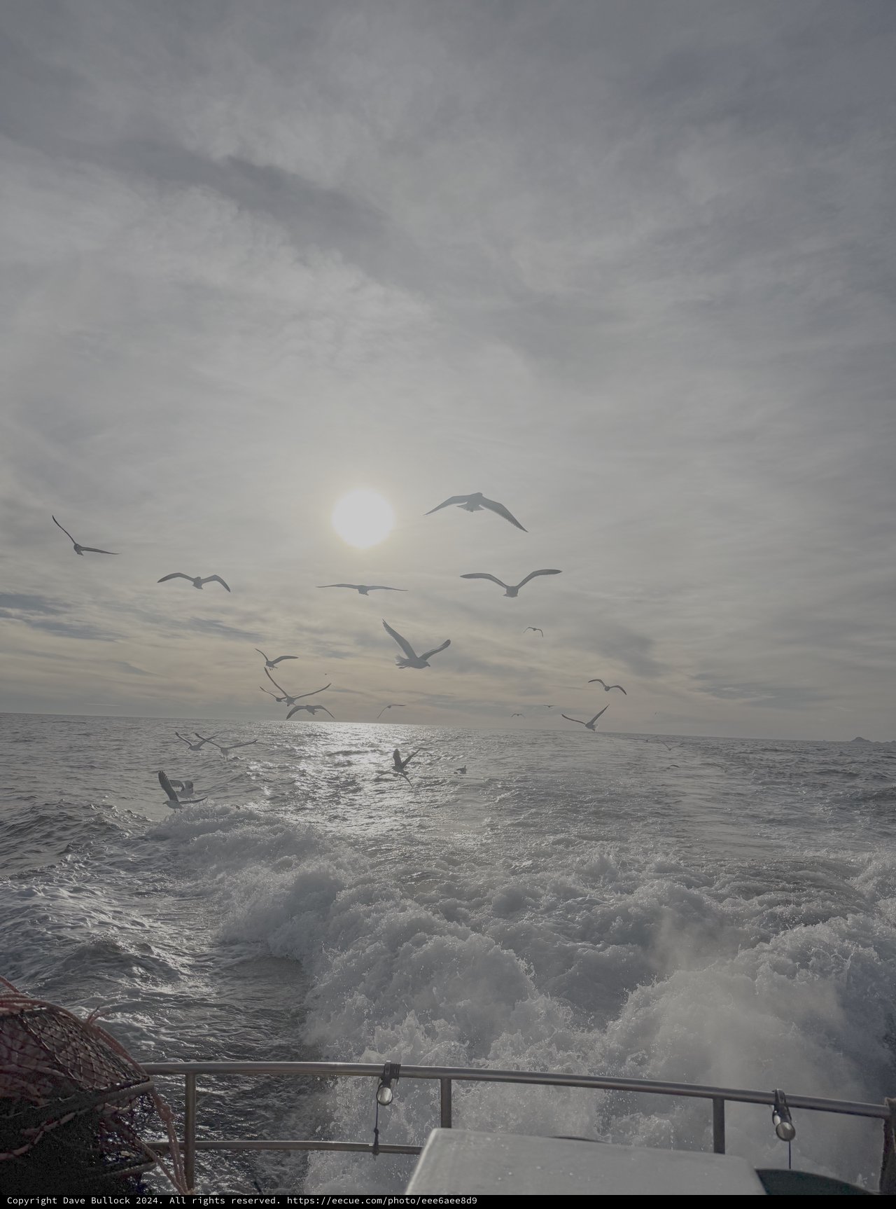 Seagulls Following Ferry Through Rough Seas