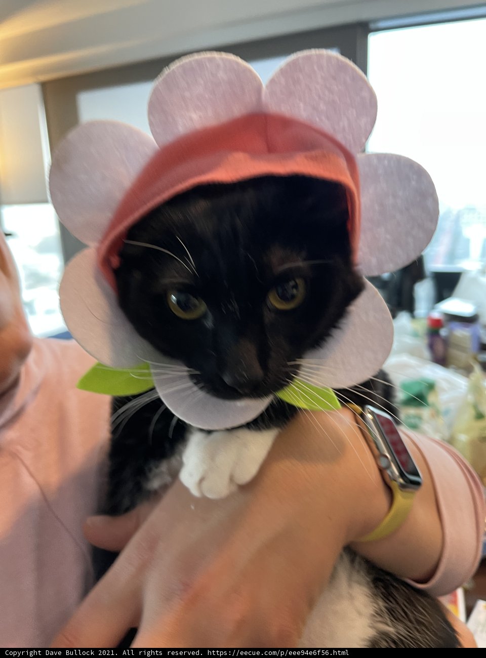 Feline Fashionista
