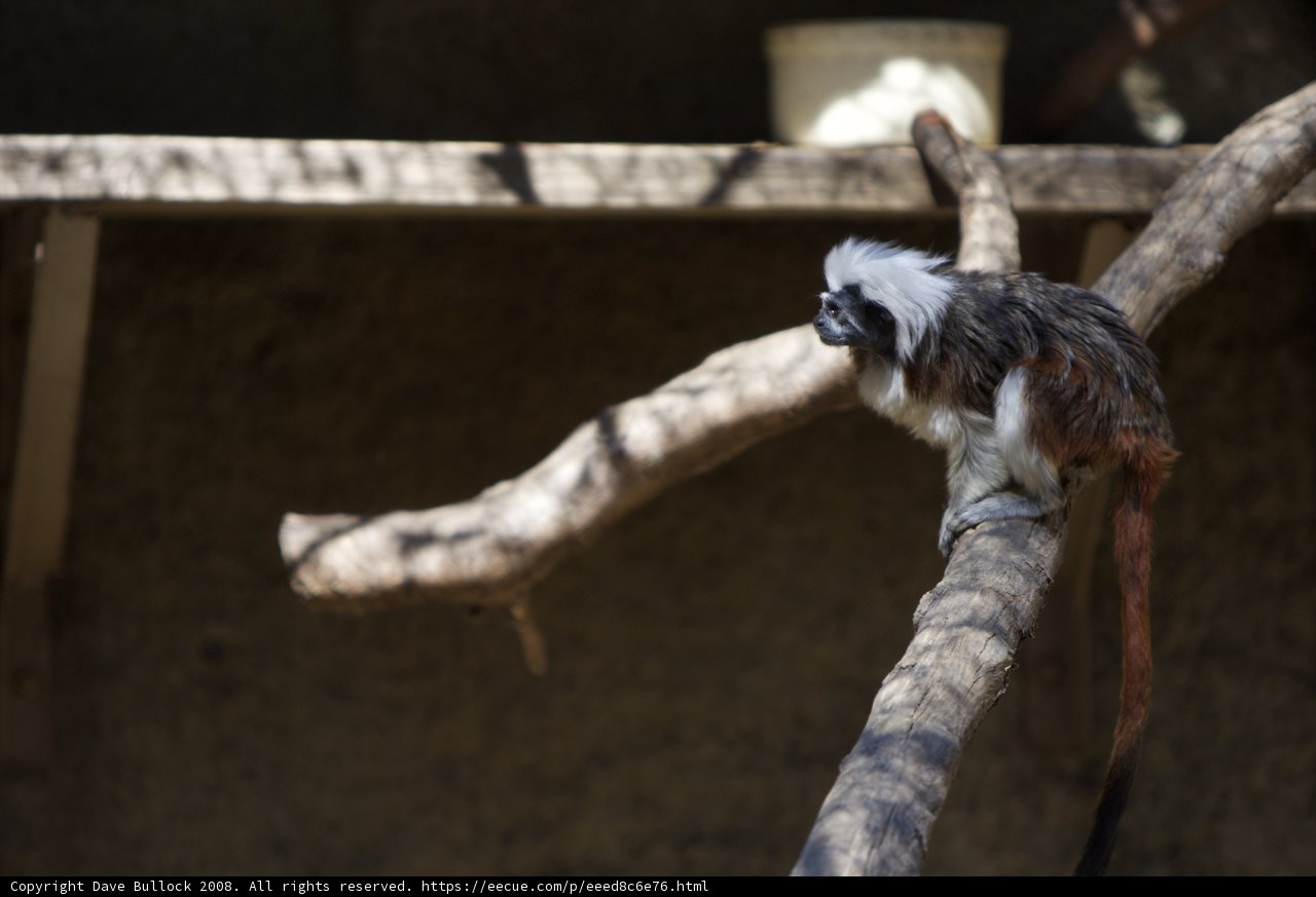 Contemplative Monkey in its Enclosure