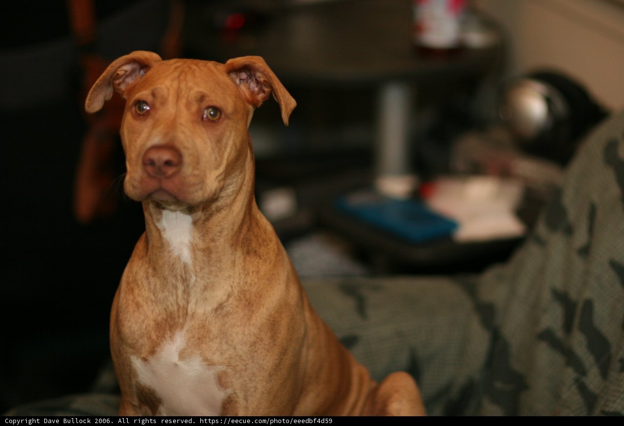 Relaxing Canine Companion
