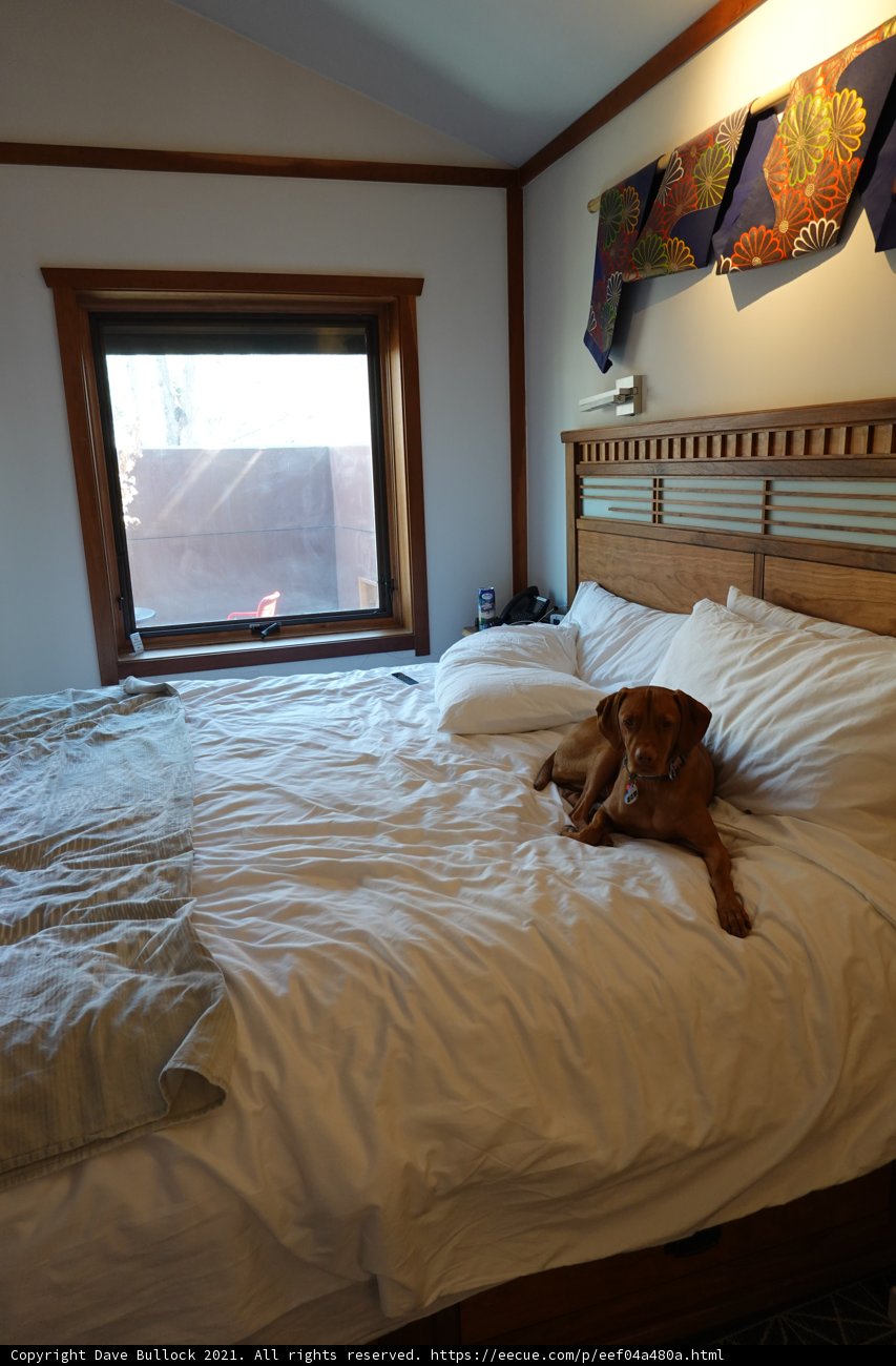 Snug as a Pug on a Bed
