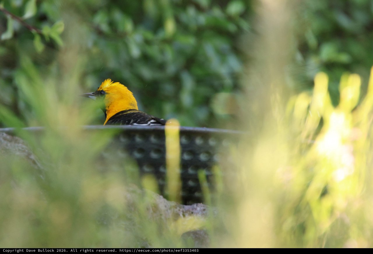 Hooded Oriole Perched Among Garden Foliage