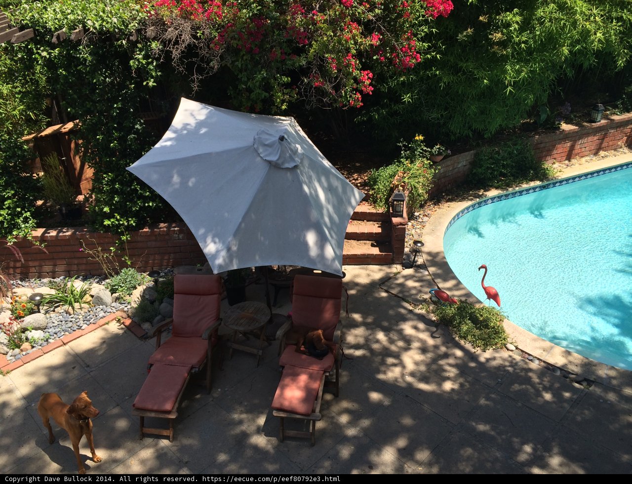 A Dog's View of a Summer Oasis