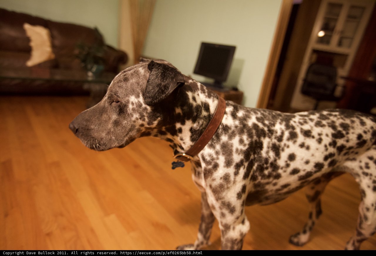 Paws on the Hardwood