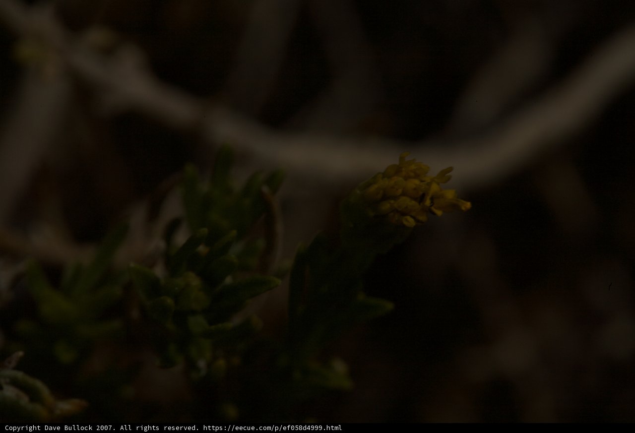 The Resilience of Desert Flora