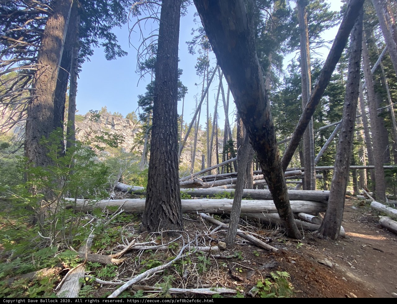 Trail Through a Serene Forest