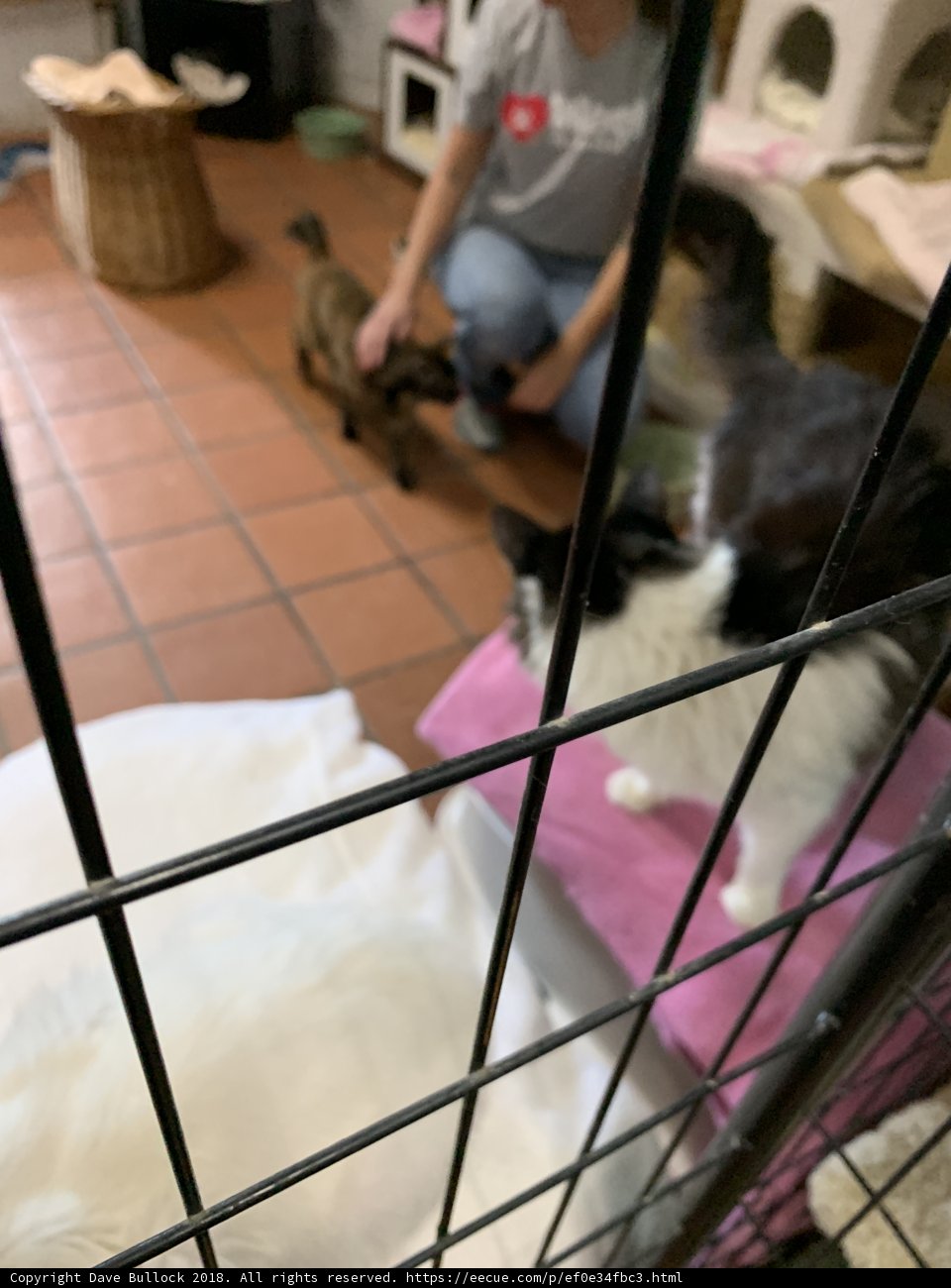 Furry Friends Needing a Good Home