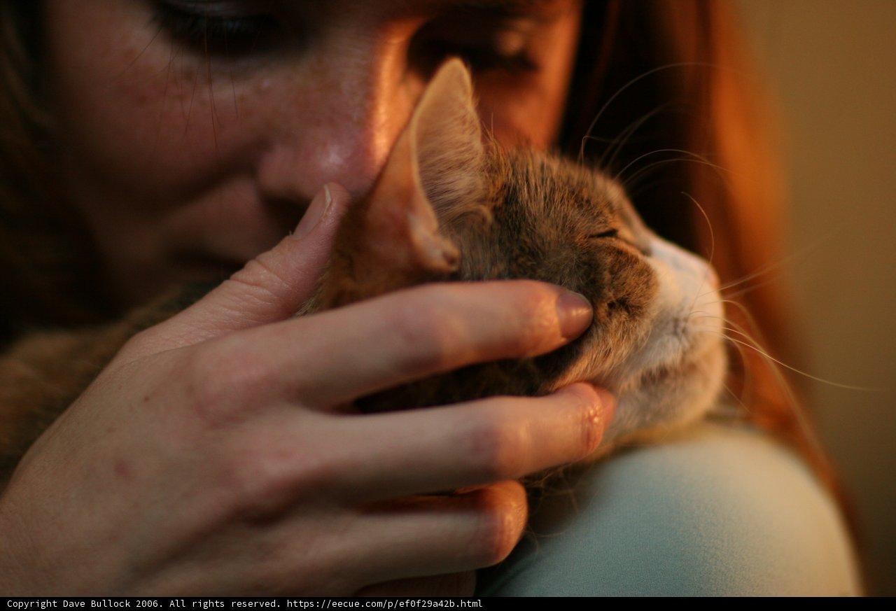 Feline Affection