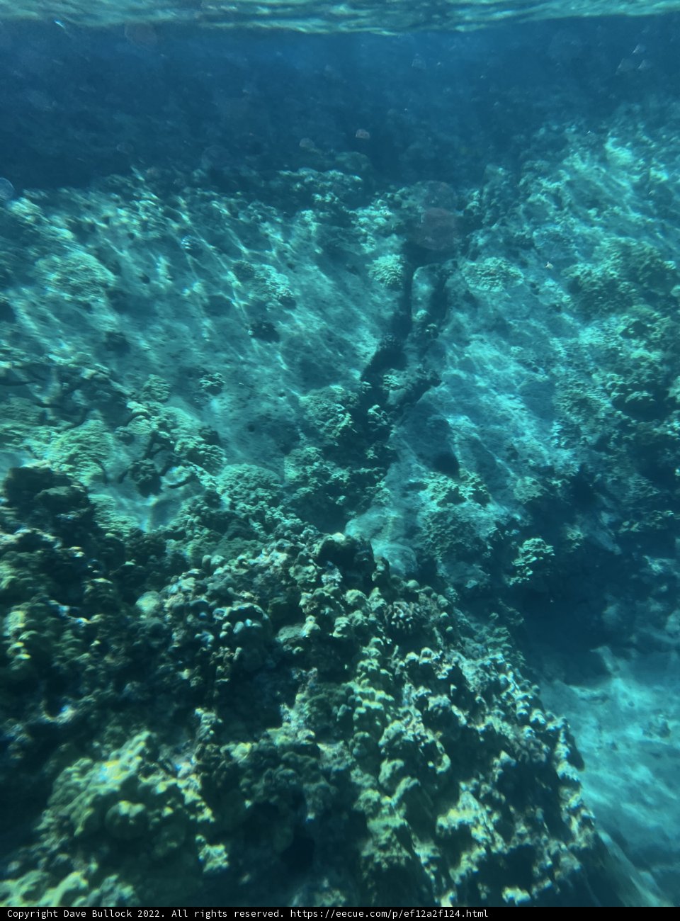 A glimpse of life under the waves