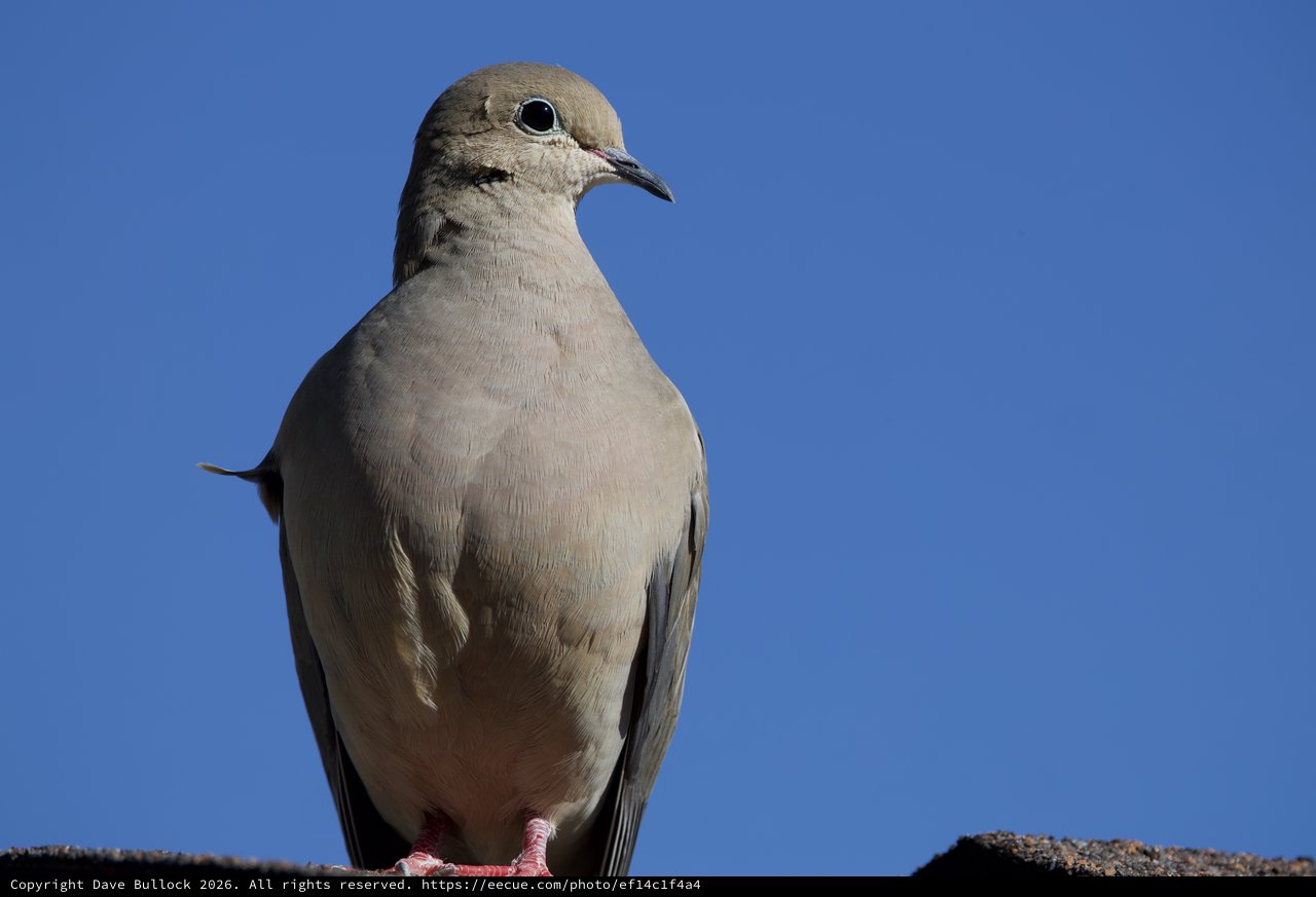 Mourning Dove Portrait Against Clear Blue Sky