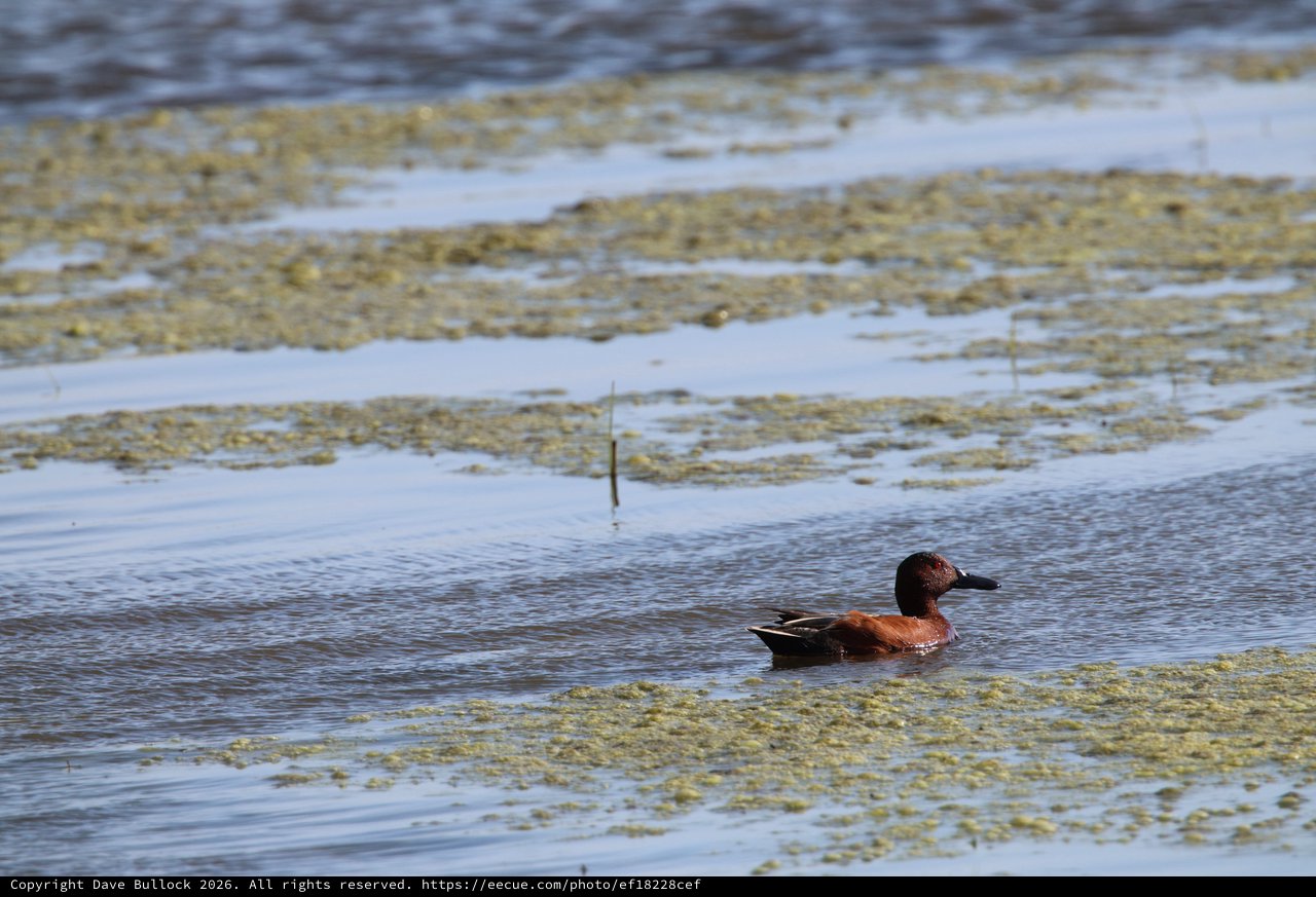 Cinnamon Teal Duck Swimming Among Wetland Algae