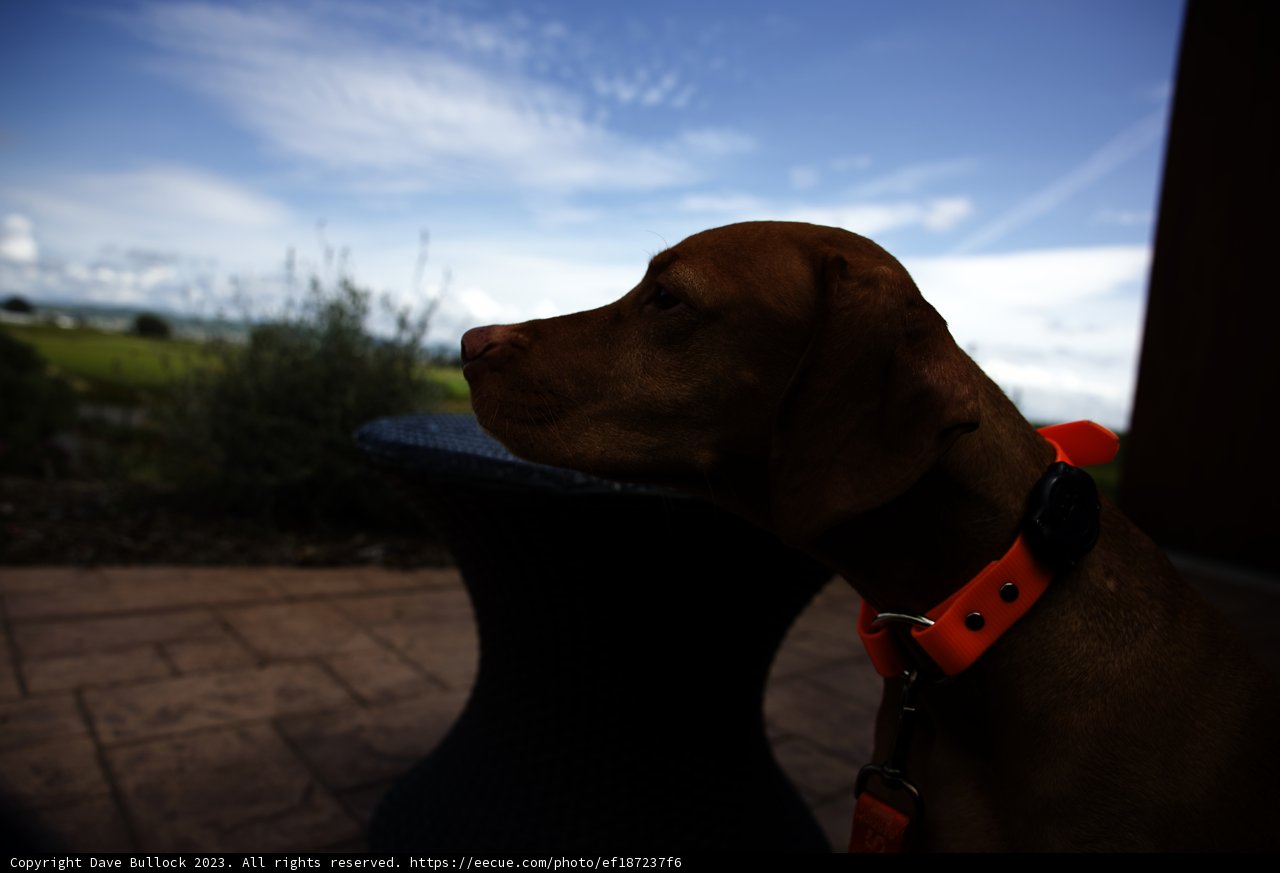 Vineyard Adventures with our Furry Friend