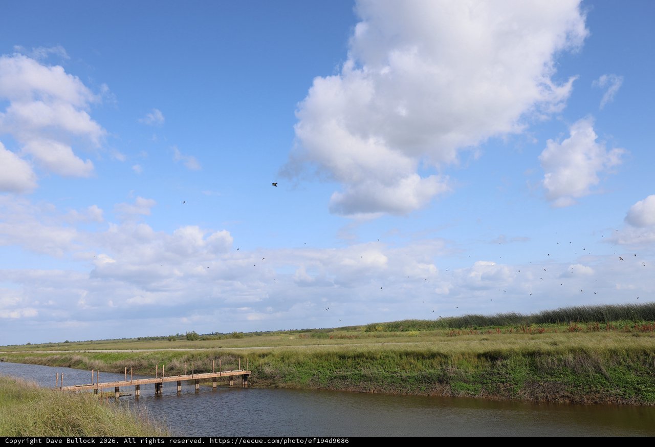 Tranquil Wetlands with Wooden Dock and Flying Birds