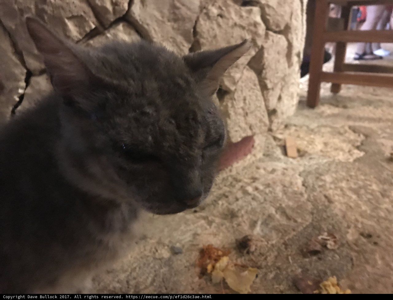 The Watchful Gray Cat