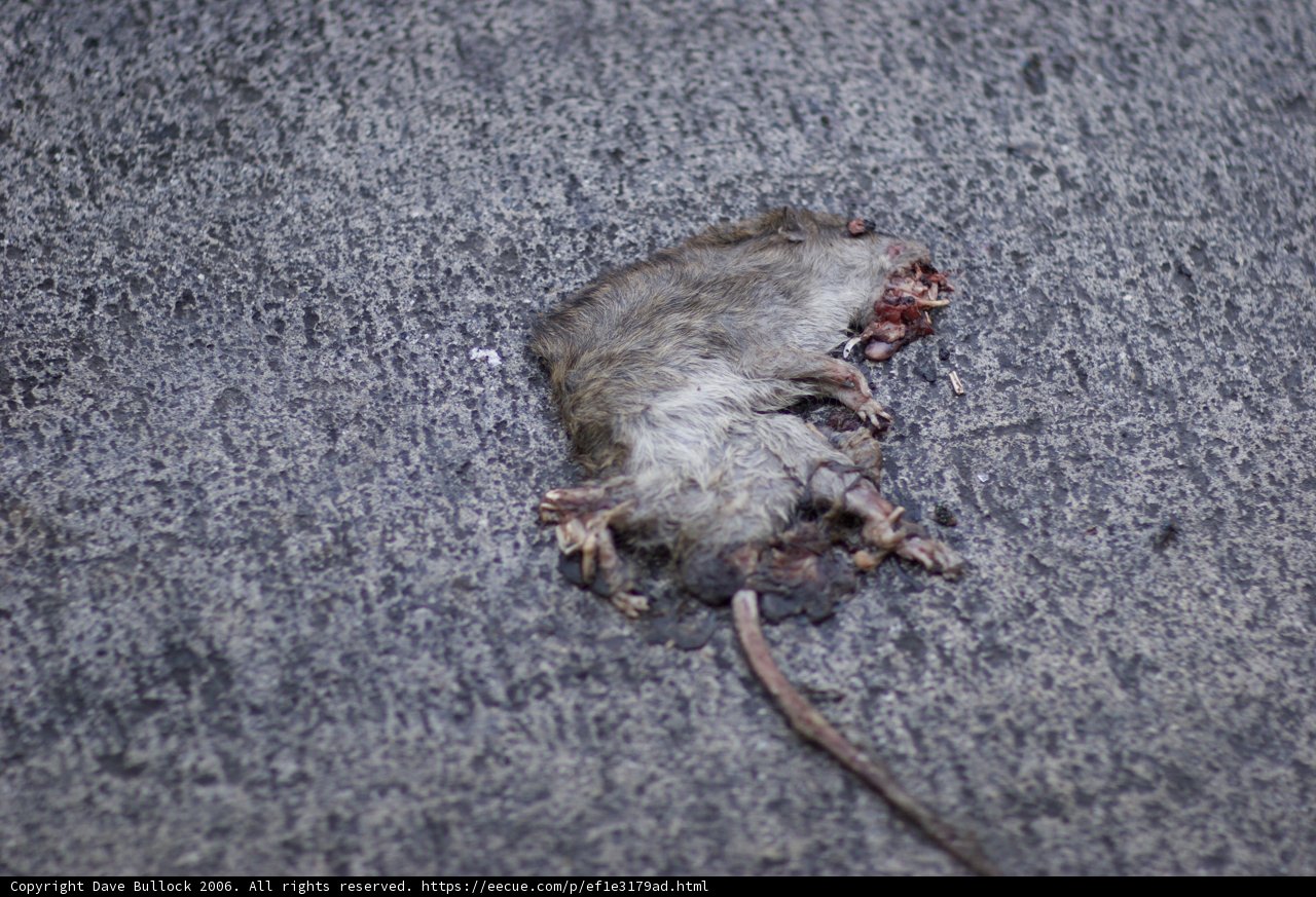 The Lifeless Rodent