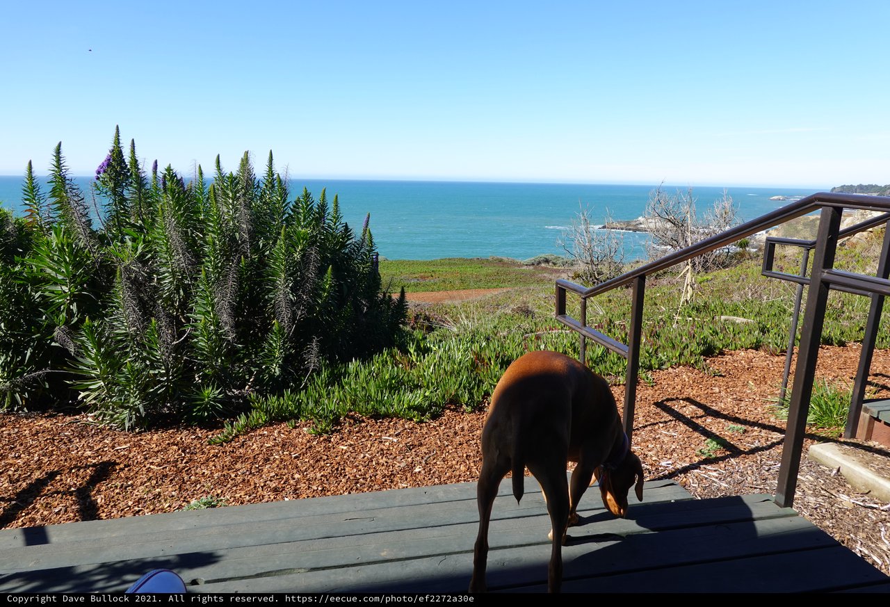 Dog Enjoying Coastal Garden View