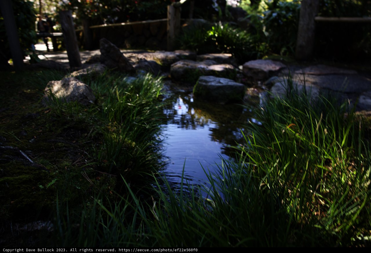 Serenity in the Japanese Tea Garden