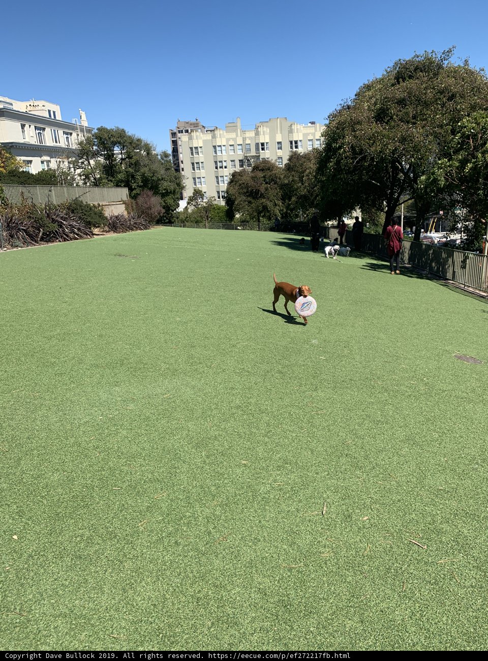 Sunny Day Fun with Furry Friends