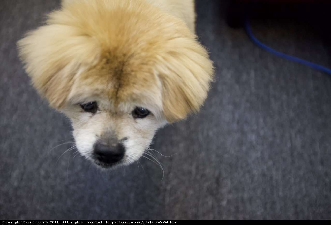 Fluffy Pomeranian Puppy