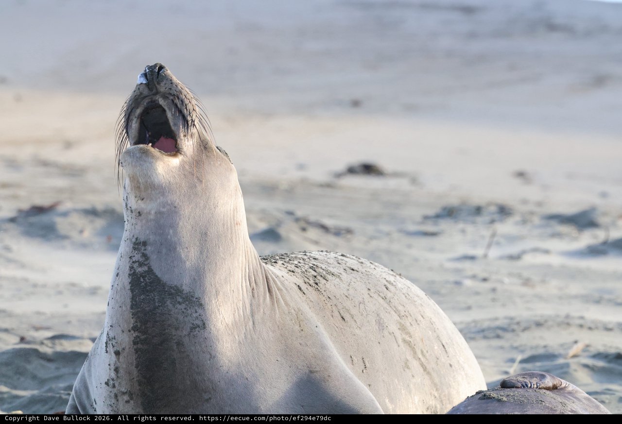 Elephant Seal Pup Yawning at Drakes Beach