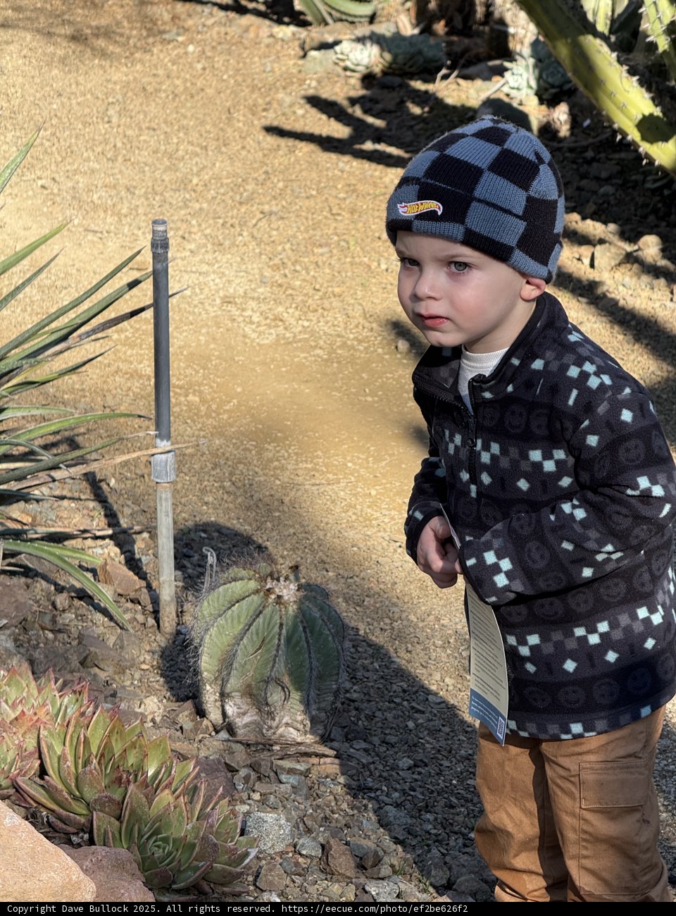 A Curious Stroll Among Cacti