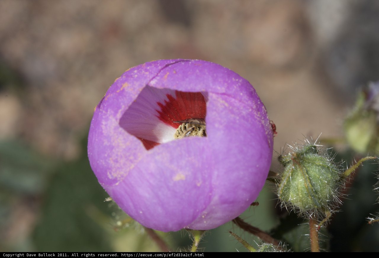 Purple Geranium Flower with Center Hole