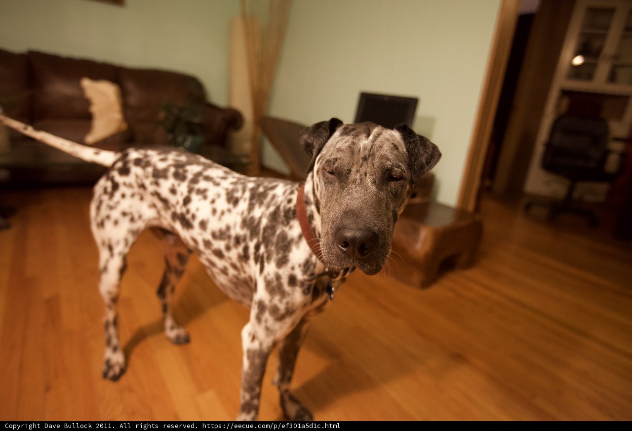 Puppy On Wooden Floor
