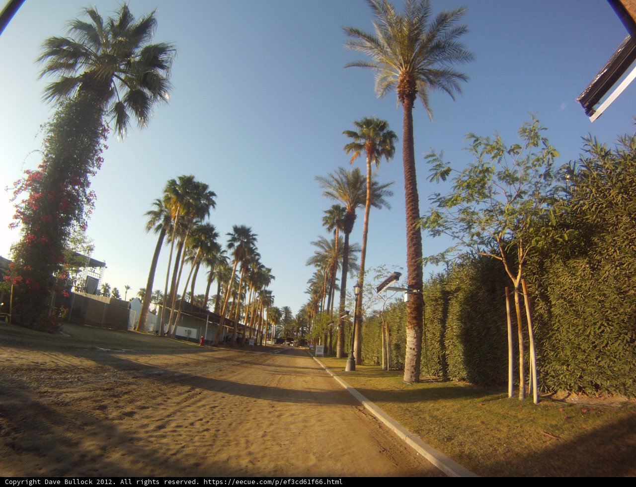 The Tranquil Pathway of Palm Trees