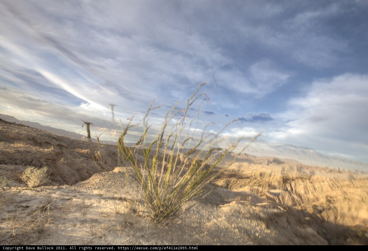 Desert Oasis