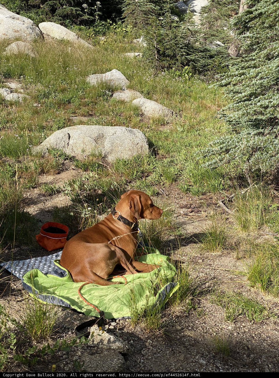 Peaceful Pup in the Wilderness