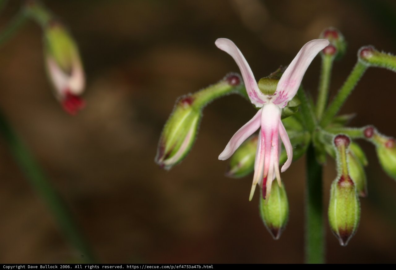 Pretty Pink Petals