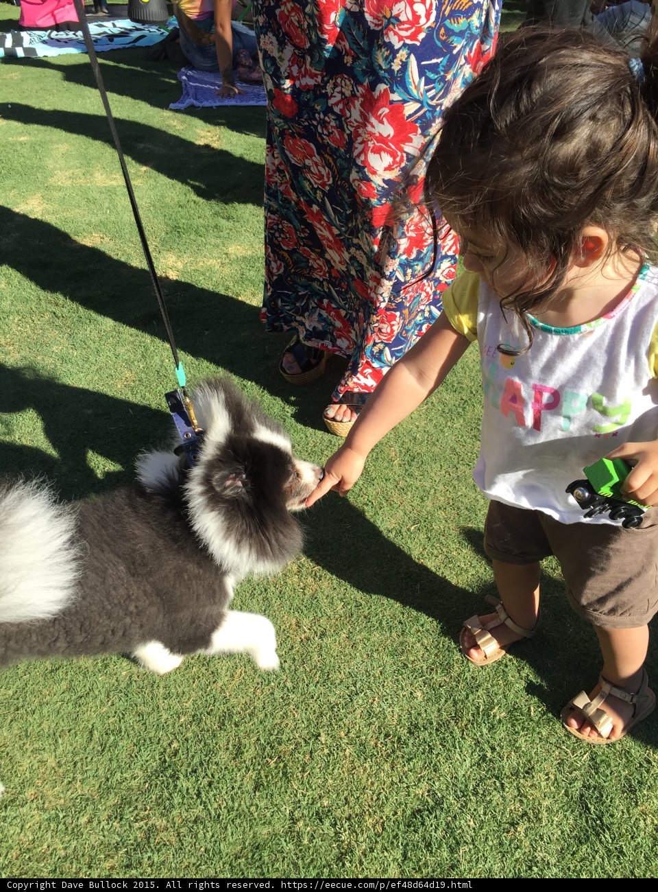 Child Meets Pomeranian