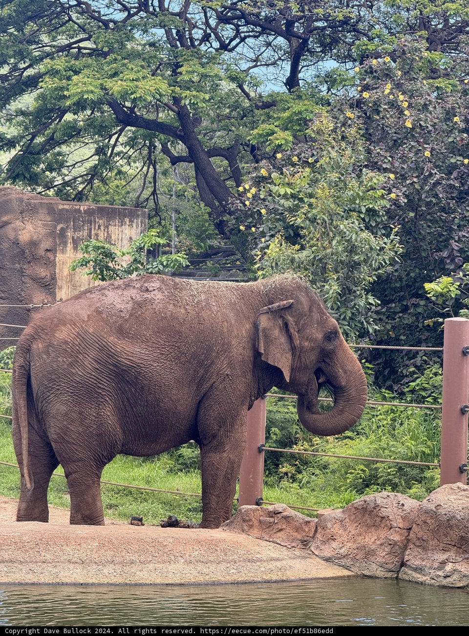 Majestic Tranquility: An Elephant at Honolulu Zoo