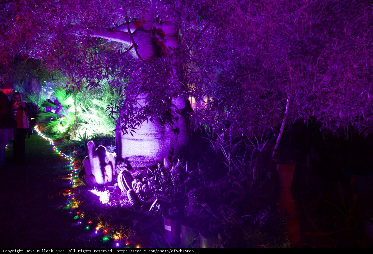 Enchanted Night in Purple Glow